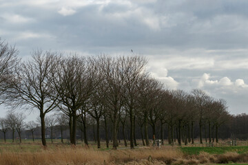 A line of bare trees stands in a field, against a cloudy sky.  A small, light-colored object, possibly a bird, is visible in the middle distance.