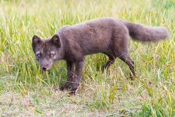 Junger Polarfuchs auf Island im Sommerfell