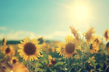 Obraz premium Sunflowers standing tall in a sunlit field, their golden blooms illuminated by the warm rays of the sun. Sunflower field under the dazzling summer sun .