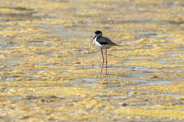 Echasse blanche,  Himantopus himantopus, Black winged , Marais salants, Limu ruppie; ruppia maritima, Guerande, Loire Atlantique, 44, France