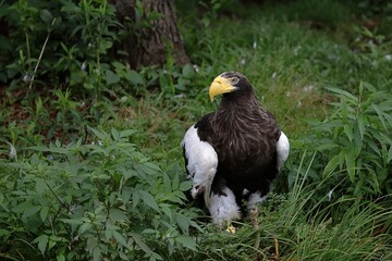 草むらに立つオオワシのポートレート
