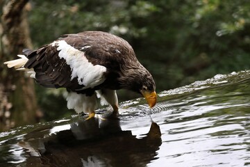 水を飲むオオワシ