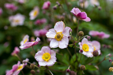anemone flowers in the garden - close up
