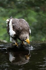 水を飲んでいるオオワシ