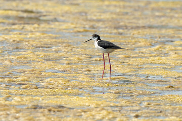 Echasse blanche,  Himantopus himantopus, Black winged , Marais salants, Limu ruppie; ruppia maritima, Guerande, Loire Atlantique, 44, France