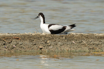 Avocette élégante, nid, Recurvirostra avosetta, Pied Avocet, marais salants , île de Noirmoutier, 85, Vendée, France