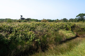 Rufus fruticosus, Roncier, Mure, Polder de Sébastopol , Réserve naturelle, Ile de Noirmoutier,...