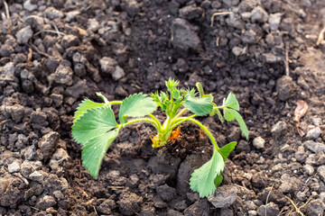 Transplanting strawberries in spring. Planted young strawberry plants in the garden on a bed