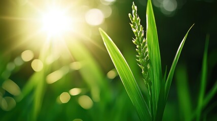 Fototapeta premium Lush green rice fields concept, A close-up of vibrant green grass illuminated by sunlight, with a soft, glowing background creating a serene, natural atmosphere.