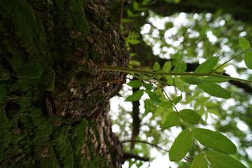 “Tranquil Japanese Park View”（静寂な日本の公園風景）