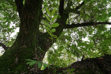 “Tranquil Japanese Park View”（静寂な日本の公園風景）