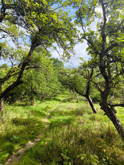 British landscape