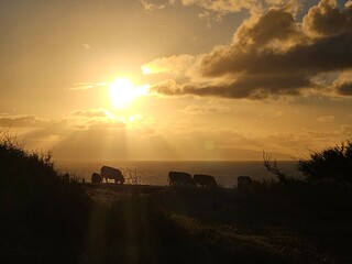 Sunset Cows