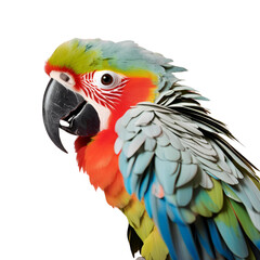 Fototapeta premium blue and yellow macaw ara