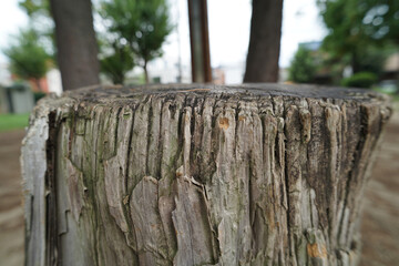 “Tranquil Japanese Park View”（静寂な日本の公園風景）