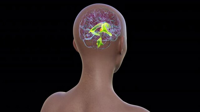 Third brain ventricle, animation