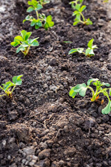 Transplanting strawberries in spring. A bed with young strawberry plants planted in two rows in the garden