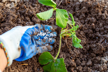 Planting strawberries in spring. After planting a strawberry seedling, the gardener fertilizes it...