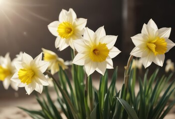 Obraz premium Close-up of delicate daffodil blossoms, sunlight, fresh, floral