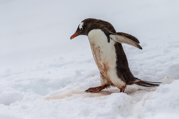 Obraz premium Close-up of a Gentoo Penguin -Pygoscelis papua- walking along a penguin highway in a snowy landscape of the colony at Danco island, on the Antarctic Peninsula