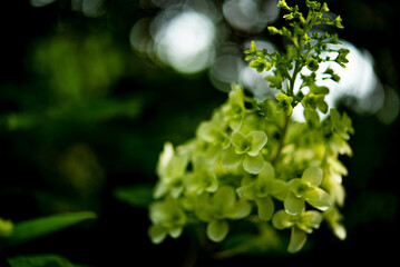 Hydrangea and sunlight filtering through the trees