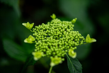 Hydrangea buds in early summer
