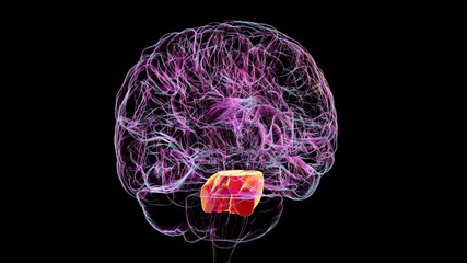 Pons anatomy, animation