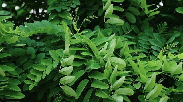 Strong wind is blowing the leaves on branch of a black losuct plant .