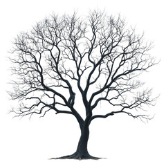 Obraz premium Intricate branches of a bare winter tree minimalist nature photography against a white background