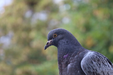The sick pigeon with a tumor near its beak, bird in close up, animal’s illness 
