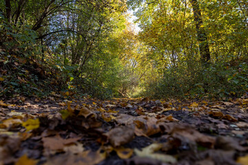 trees during the fall of yellowed foliage in the park