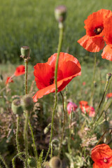 Fototapeta premium a large number of red poppies in the green grass