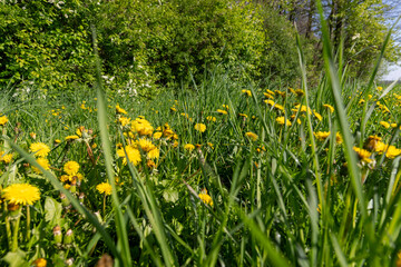 dandelions blooming in the green grass in spring