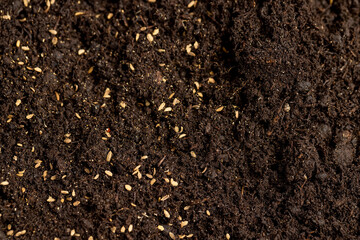 seeds of one carrot variety sown in fertile soil