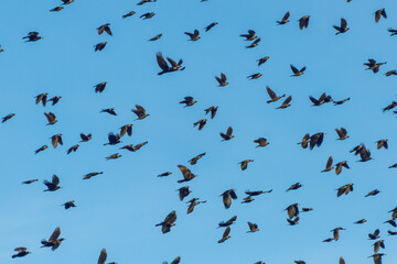 Flock of black birds in the blue sky. Birds in flight.