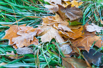 Frost-covered grass and fallen autumn leaves. Beautiful autumn background.