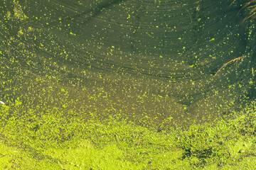 Green duckweed on the surface of a pond. Lemna minor, lesser duckweed.