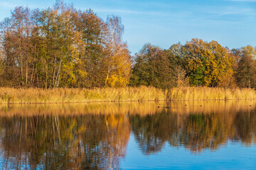 A calm lake reflects the clear blue sky, surrounded by tall golden reeds and distant autumn trees....