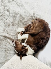 Dog Relaxing and Resting on the Bed, Unwinding After a Long Day.