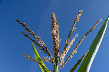 new green corn in the field during flowering and pollination
