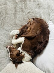 Dog Relaxing and Resting on the Bed, Unwinding After a Long Day.