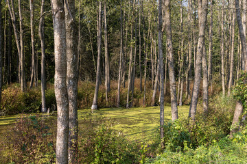 grass and trees in the swamp in the summer