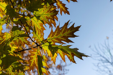 yellowing oak foliage against a blue sky in sunny autumn weather