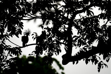 Western Crowned pigeon
