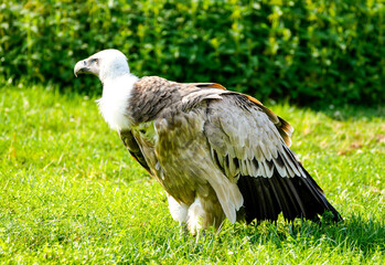 Portrait of a griffon vulture. Bird close-up in nature. Gyps fulvus.
