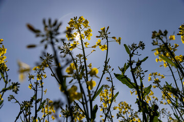 beautiful rapeseed flowers in sunny spring weather