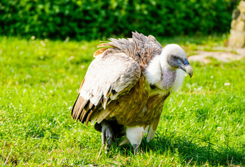 Portrait of a griffon vulture. Bird close-up in nature. Gyps fulvus.
