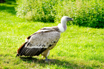 Portrait of a griffon vulture. Bird close-up in nature. Gyps fulvus.
