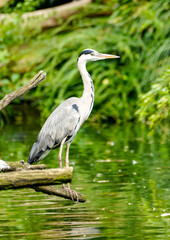 Portrait of a gray heron on the shore of a lake. Bird close-up in nature.
