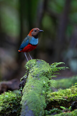 Papuan pitta, bird on the ground